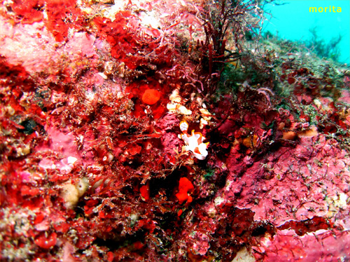 クマドリカエルアンコウ｜大瀬崎でダイビング｜2011/11/13