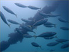 マアジの群れ [4]｜大瀬崎でダイビング｜2011/11/20