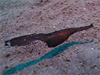 カミソリウオ [3]｜大瀬崎でダイビング｜2011/11/20
