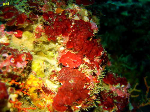 ダンゴウオ｜勝浦でダイビング｜2011/12/10