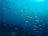 イサキの群れ [2]｜勝浦でダイビング｜2011/12/10