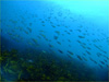 イサキの群れ [4]｜勝浦でダイビング｜2011/12/10