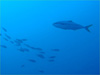 ヒラマサ [4]｜勝浦でダイビング｜2011/12/10
