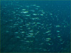 イサキの大群 []｜勝浦でダイビング｜2011/12/30