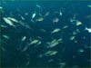 イサキの大群 []｜勝浦でダイビング｜2011/12/30
