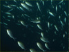 イサキの大群 []｜勝浦でダイビング｜2011/12/30