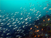 イサキの大群 []｜勝浦でダイビング｜2011/12/30