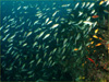 イサキの大群 []｜勝浦でダイビング｜2011/12/30
