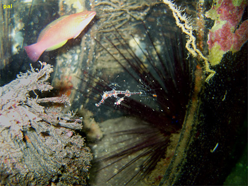 ニシキフウライウオ｜大瀬崎でダイビング｜2012/10/21