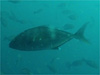 ヒレナガカンパチ [3]｜勝浦でダイビング｜2012/11/04