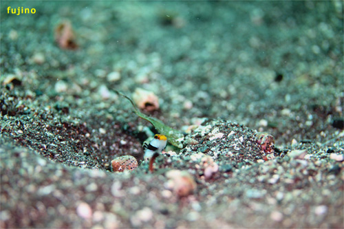 ネジリンボウ｜大瀬崎でダイビング｜2012/11/10