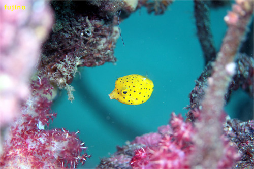 ミナミハコフグ｜大瀬崎でダイビング｜2012/11/10