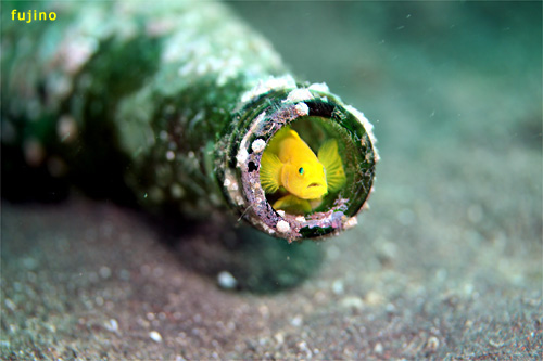 ミジンベニハゼ｜大瀬崎でダイビング｜2012/11/10