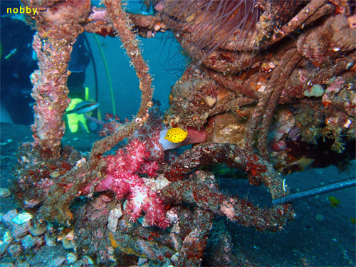 ミナミハコフグ [2]｜大瀬崎でダイビング｜2012/11/10