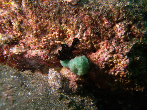 クマドリカエルアンコウ [黒]｜大瀬崎でダイビング｜2012/11/17