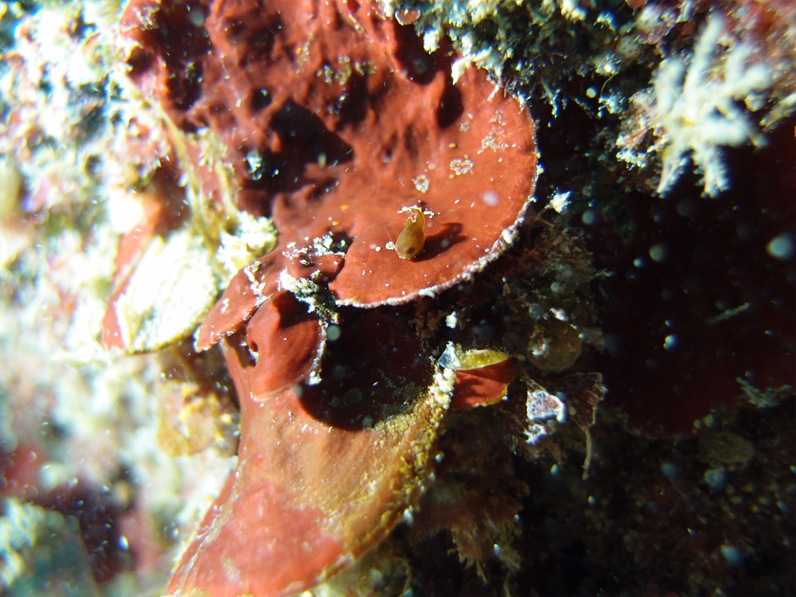 ダンゴウオ [1]｜行川でダイビング｜2013/03/16