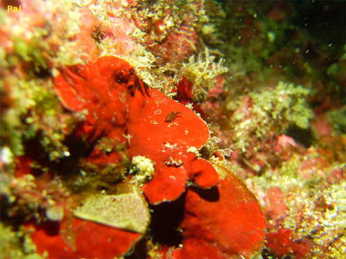 ダンゴウオ [2]｜行川でダイビング｜2013/03/16