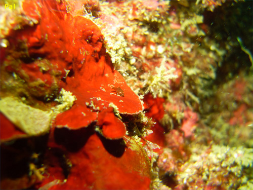 ダンゴウオ [3]｜行川でダイビング｜2013/03/16