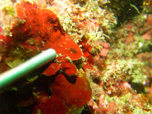 ダンゴウオ [4]｜行川でダイビング｜2013/03/16