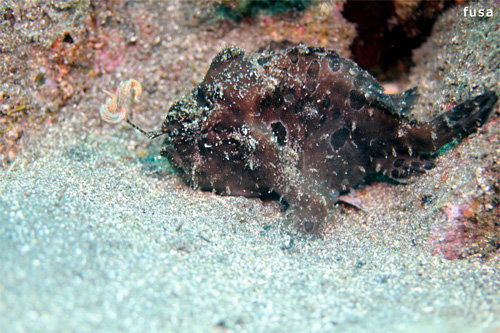 カエルアンコウのエスカ｜井田でダイビング｜2013/09/18