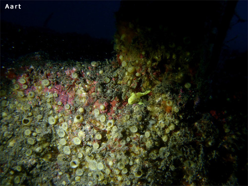 クマドリカエルアンコウ｜大瀬崎でダイビング｜2013/10/08