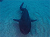 ドチザメ [5]｜伊戸でダイビング｜2014/01/04