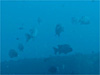 イシダイの群れ｜伊戸でダイビング｜2014/02/01
