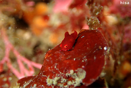 ダンゴウオ｜勝浦でダイビング｜2014/03/22