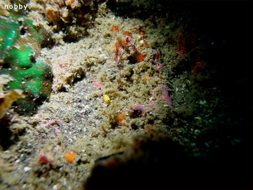 キイロウミコチョウ｜石橋でダイビング｜2014/03/30