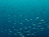 イサキの群れ [4]｜勝浦でダイビング｜2014/04/06