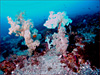 コーラル [1]｜伊豆大島でダイビング｜2014/05/04