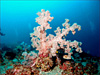 コーラル [2]｜伊豆大島でダイビング｜2014/05/04