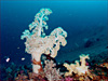 コーラル [3]｜伊豆大島でダイビング｜2014/05/04