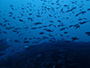 イサキの群れ [2]｜勝浦でダイビング｜2014/11/08