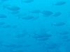 ハガツオの群れ [2]｜勝浦でダイビング｜2014/11/08