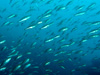 イサキの群れ [7]｜勝浦でダイビング｜2014/11/08