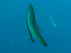 ツバメウオ [2]｜勝浦でダイビング｜2014/11/08
