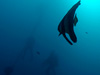 ツバメウオ [2]｜勝浦でダイビング｜2014/12/07