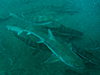 ドチザメ [5]｜伊戸でダイビング｜2014/12/21