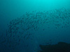 イサキの群れ [6]｜行川でダイビング｜2015/01/03