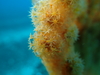 ソフトコーラル・ポリプ [2]｜石橋でダイビング｜2015/03/14