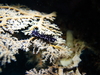 スミゾメミノ<br>ウミウシ [1]｜勝浦でダイビング｜2015/03/21