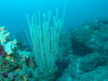 ソフトコーラル [2]｜伊戸でダイビング｜2015/03/22