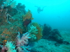 ソフトコーラル [1]｜伊戸でダイビング｜2015/03/22