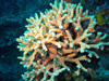 オノミチキサンゴ｜勝浦でダイビング｜2015/04/19