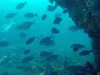 メジナの群れ｜勝浦でダイビング｜2015/04/19