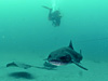 ドチザメ [6]｜伊戸でダイビング｜2015/05/06