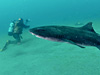 ドチザメ [7]｜伊戸でダイビング｜2015/05/06