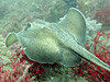 アカエイ [1]｜伊戸でダイビング｜2015/05/24