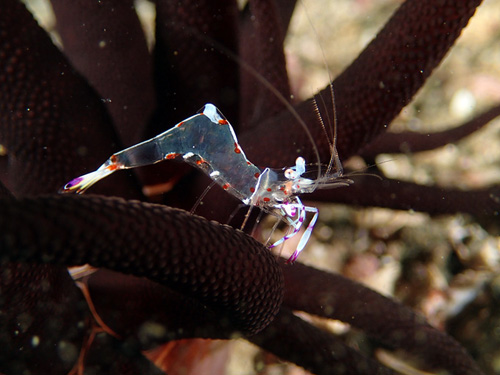 ハクセンアカホシカクレエビ｜勝山(かっちゃま)でダイビング｜2015/06/25